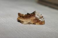 Ptilodon cucullina