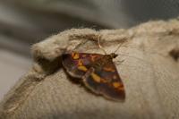Pyrausta aurata