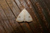 Rivula sericealis