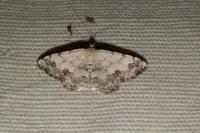Scopula decorata