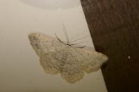 Scopula marginepunctata