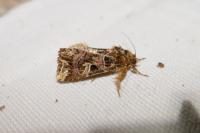 Callopistria juventina