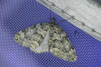 Chloroclysta miata miata
