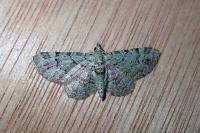 Pasiphila rectangulata
