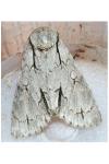 Acronicta psi/tridens