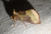 Diachrysia chrysitis