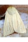 Mythimna pallens