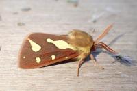 Arctia testudinaria