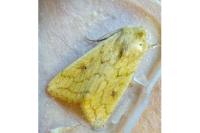 Mythimna vitellina