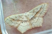 Scopula imitaria