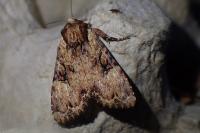 Apamea epomidion