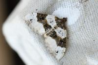 Cosmorhoe ocellata