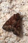 Oligia strigilis/versicolor