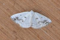 Lomographa temerata