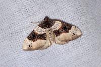 Cosmorhoe ocellata