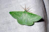 Thetidia smaragdaria