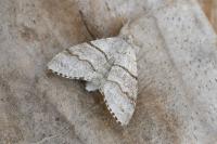 Calliteara pudibunda