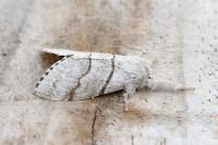 Calliteara pudibunda