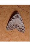 Meganola strigula