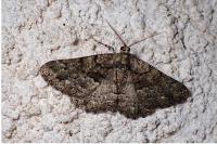 Peribatodes ilicaria ilicaria