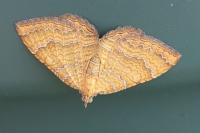 Camptogramma bilineata
