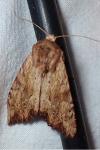 Apamea sublustris