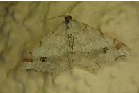 Macaria alternata