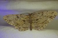 Peribatodes rhomboidaria rhomboidaria