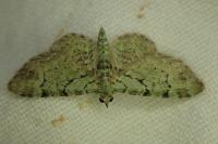 Pasiphila rectangulata