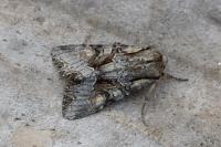 Lacanobia w-latinum
