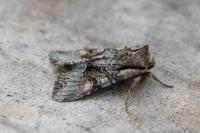 Lacanobia w-latinum