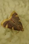 Hypsopygia costalis