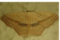 Scopula imitaria