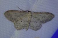 Idaea seriata