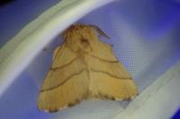 Malacosoma neustria