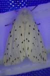 Spilosoma lubricipeda