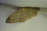 Idaea aversata