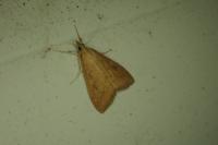 Udea ferrugalis
