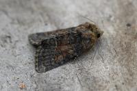 Oligia latruncula