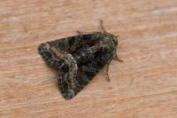 Oligia