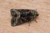 Oligia