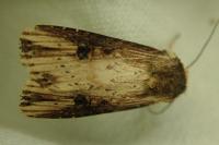 Axylia putris