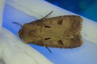 Agrotis exclamationis exclamationis