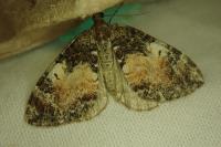 Dysstroma truncata