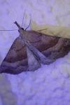 Hypena proboscidalis