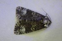Craniophora ligustri