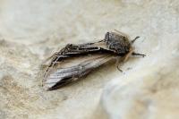Pheosia tremula