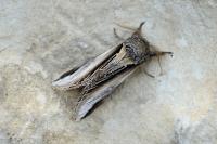 Pheosia tremula