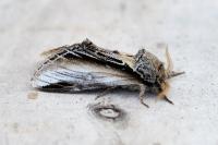 Pheosia tremula