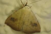 Rivula sericealis